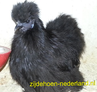 zwart hennetje